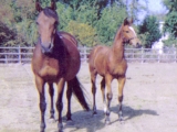 Aero as a foal with his mum