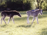 Bart and Sweep as foals
