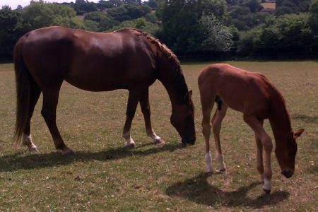 Rainbow and her colt Micky